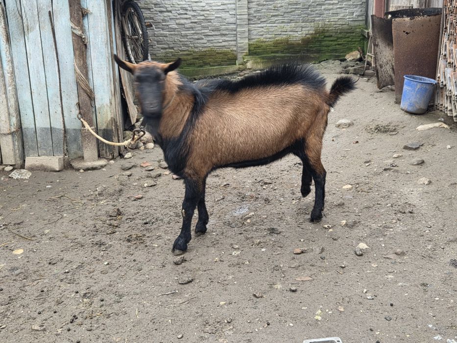 Vând Țap Alpin Francez