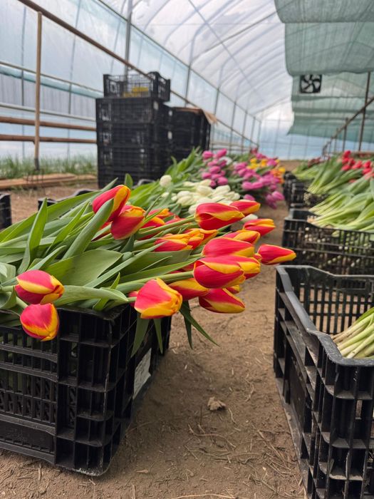 Тюльпаны предзаказ