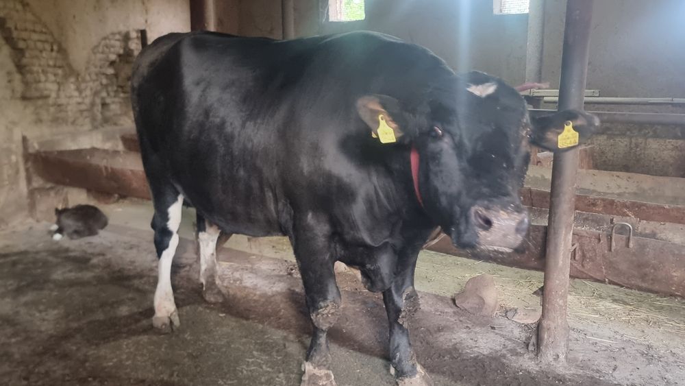 Qurbonlik uchun buqa vazni 900 kgdan 1000 kg gacha