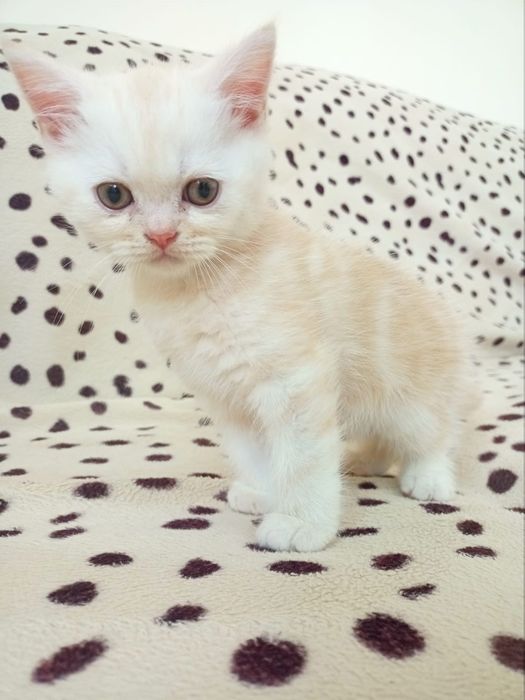 Британские  котята
