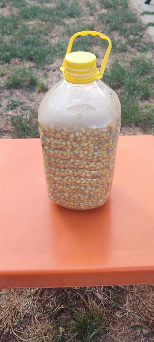 Porumb fermentat pentru pescuit , "împuțit". Natural 100% fara aditivi