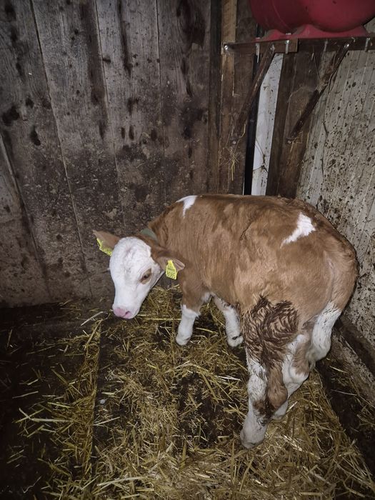 Tăuraș bălțat de vânzare.