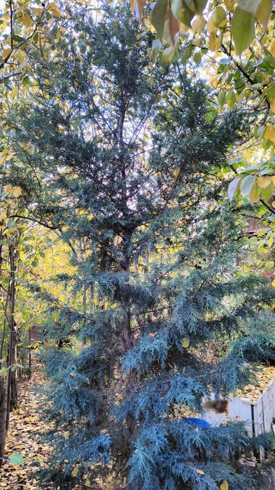 Ёлка дерево новый год