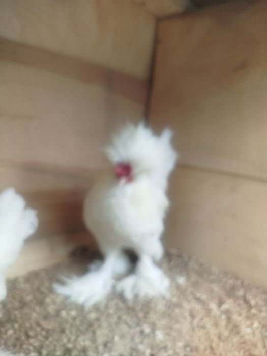 Продам Султанки пара