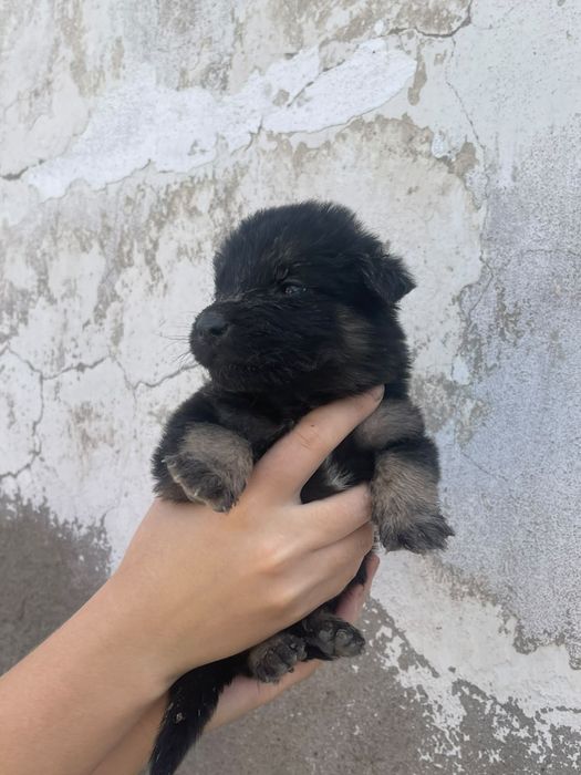 Смесь сибирской хаски