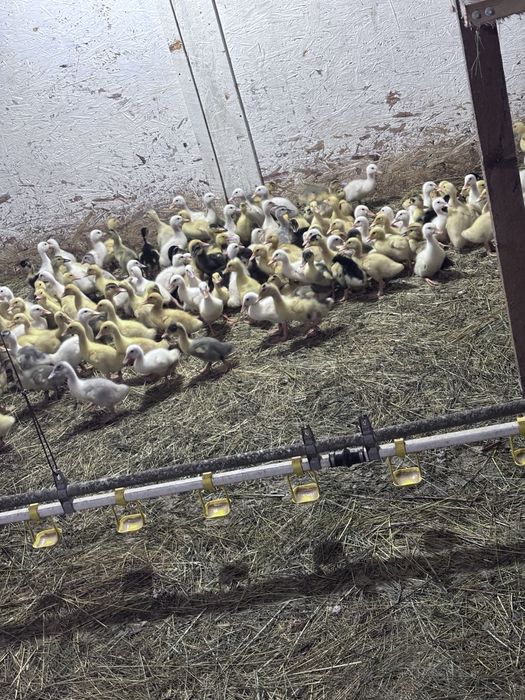 pui rasa mixta ,gaini