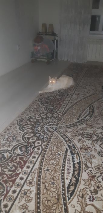 Кот отдам в хорошие руки