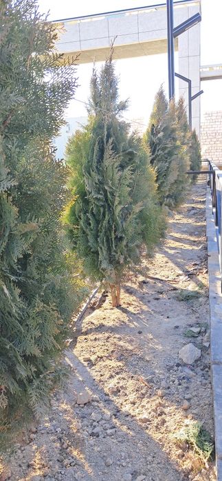 Озеленение в актау Садовник