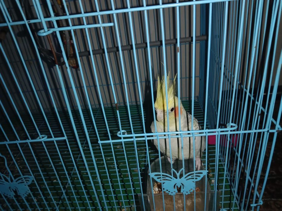 Тотықус сатылады