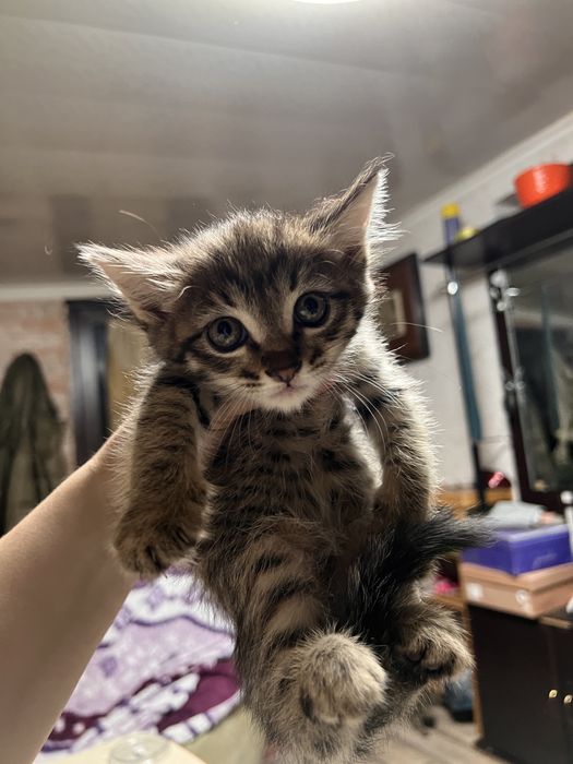 Мысык, котята ищут дом!