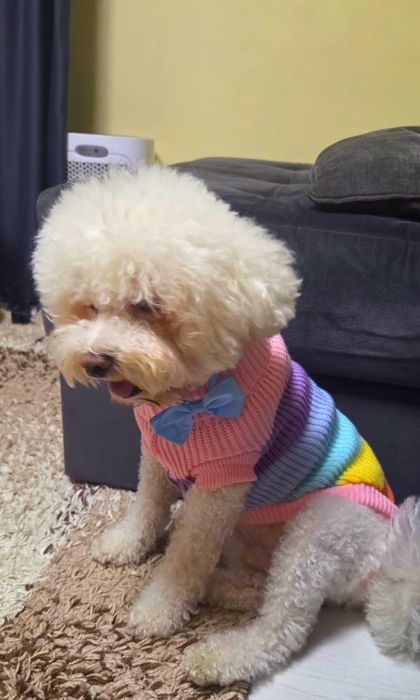 Hăinuțe căței talie mică, medie pentru vreme rece NOI - 60 Lei