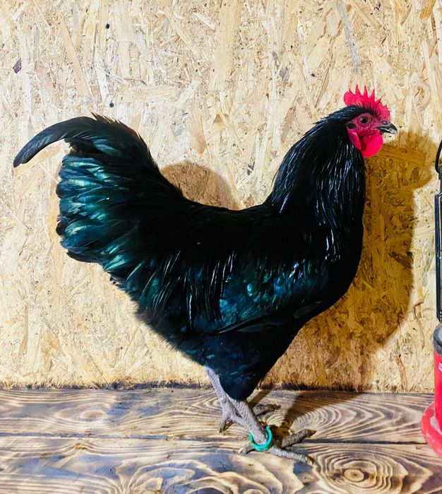 Cocoșii austrolop de 6 luni