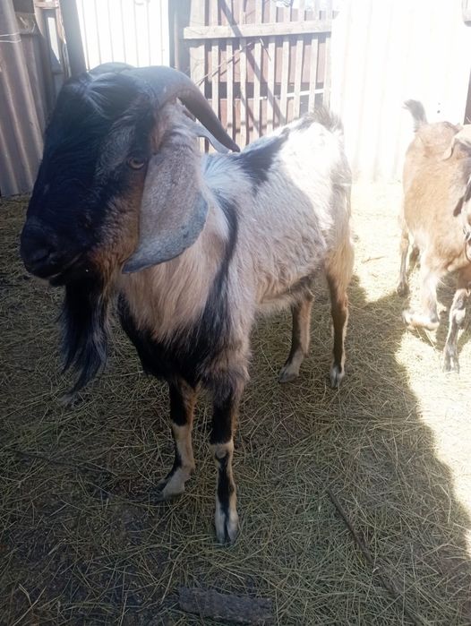 Козёл для вязки !