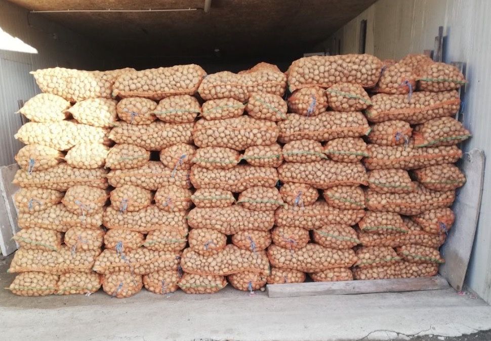 Cartofi alb si rosu de samanta si animale