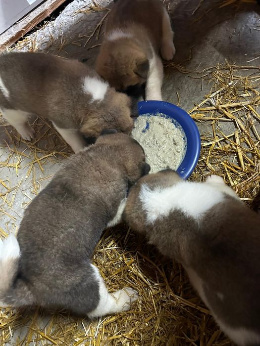 Akita American disponibili  Iasi