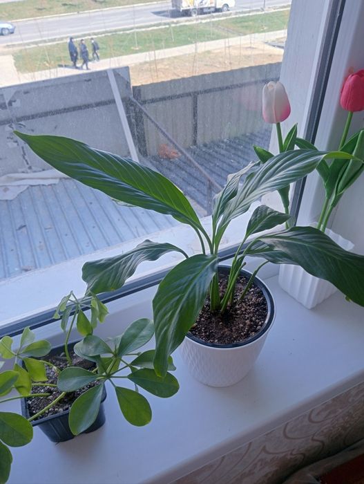 Комнатные цветы Женское счастье