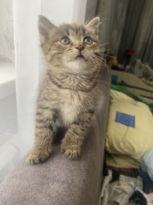 Отдам котенка девочка