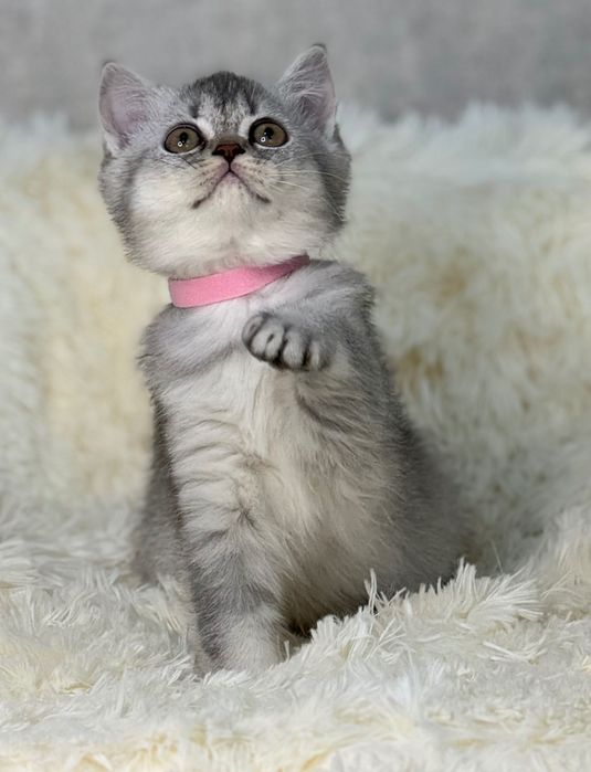 Fetiță Scottish Straight silver foarte frumoasă