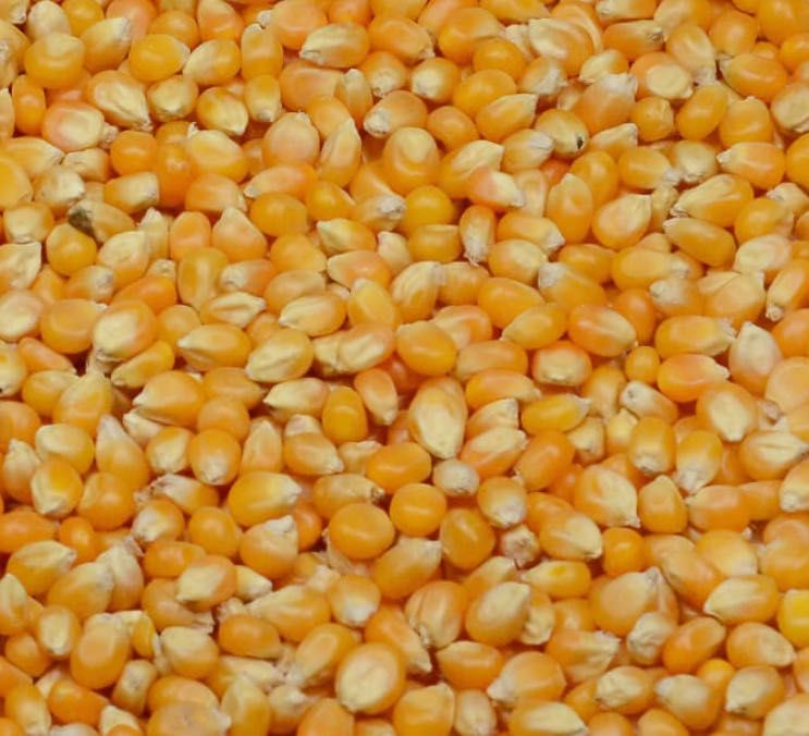 Vand grau productie 2025