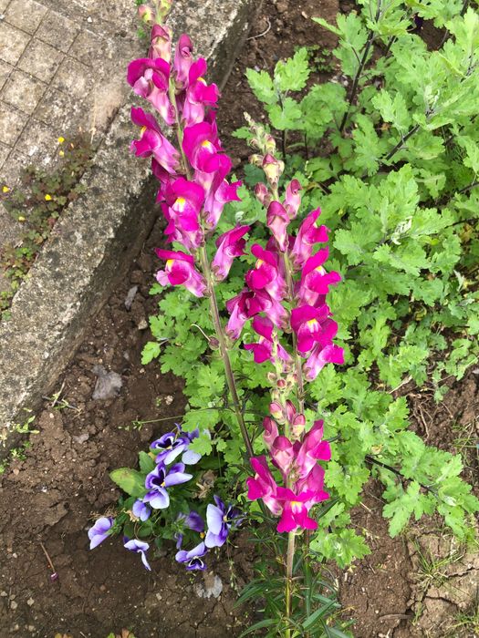 каланхое Маргарита здравец ирис и други