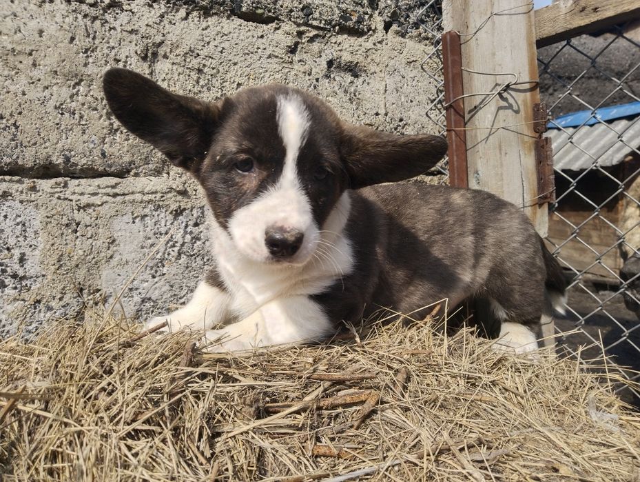 Милые малыши вельш корги