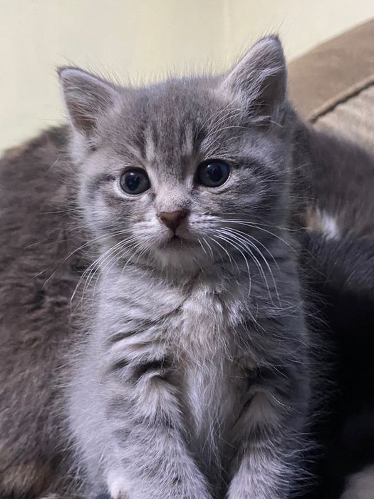 Котята в добрые ручата