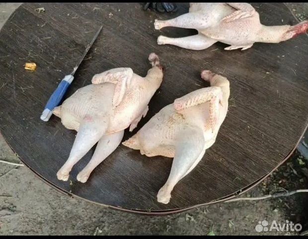 Тушка домашних кур
