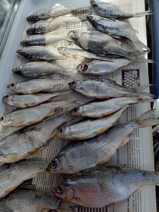 Вяленая рыба плотва