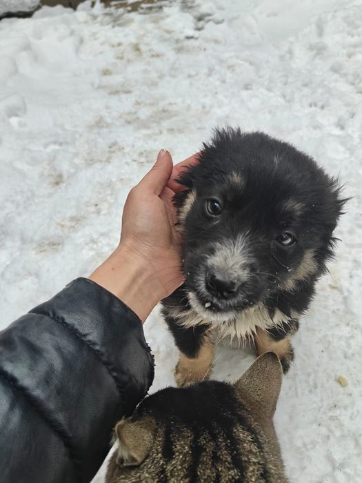Отдам щенков в хорошие руки