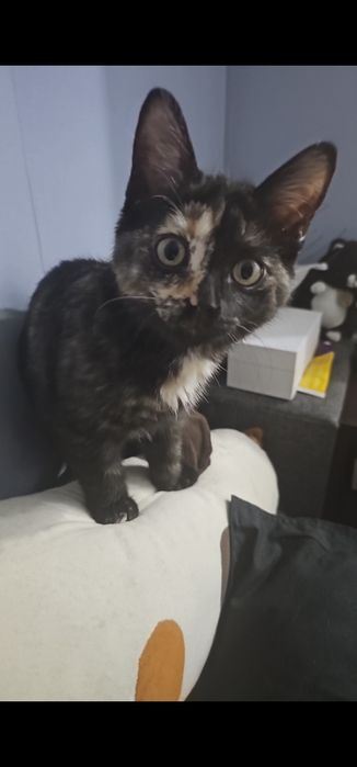 Катёнок бесплатно