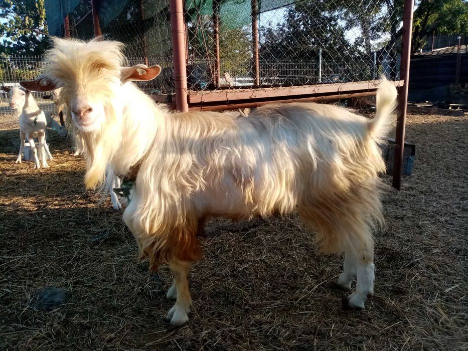 Vand tapi buni de monta