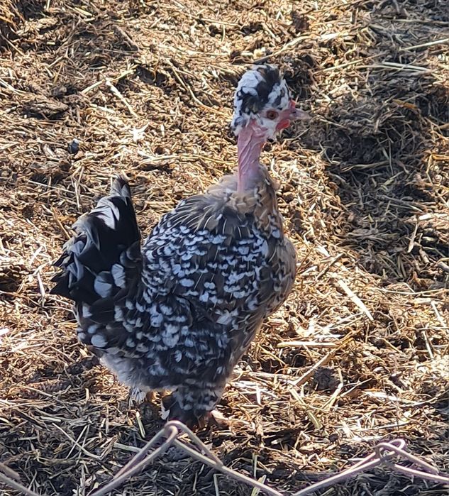 Găini pitici de vânzare