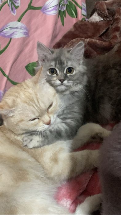 Котята красивые и умные!!