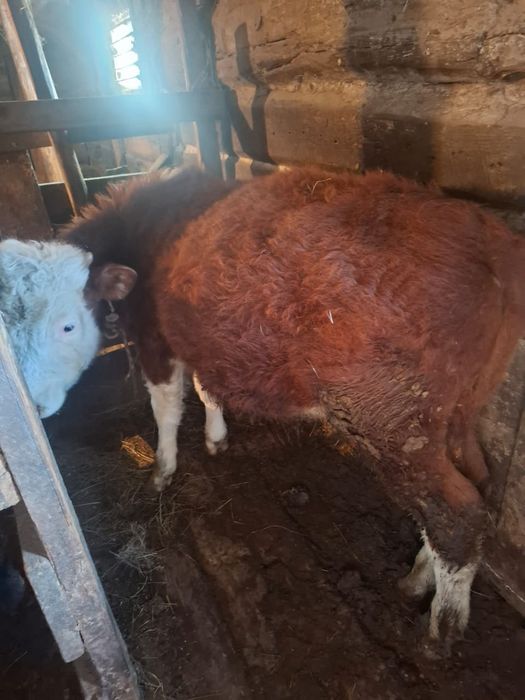 Тайынша сатылады