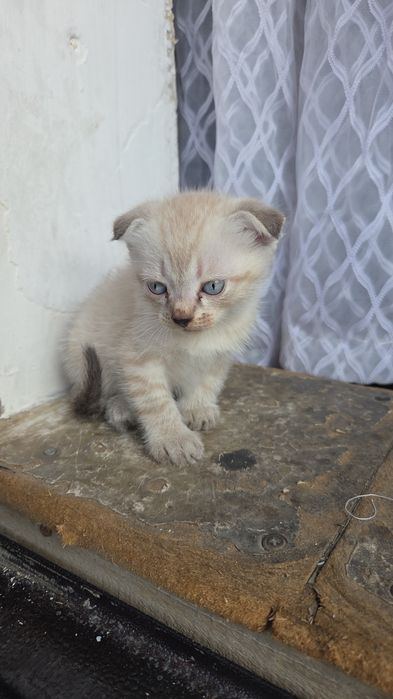 Котята даром веслоухие