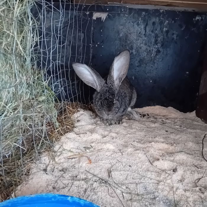 Urias german o pereche