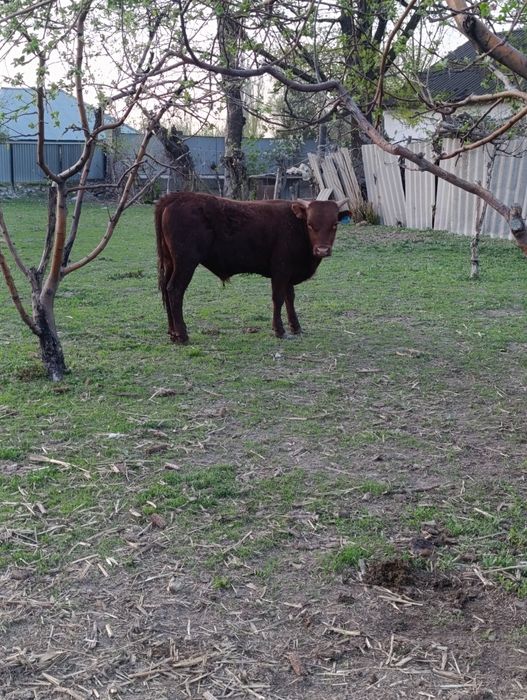 Продам бычки.хорошые