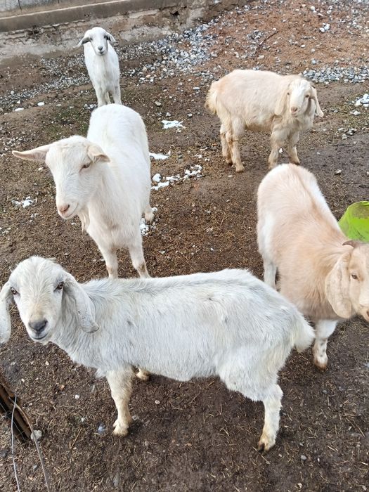 Срочна асыл тукымды ешкилер