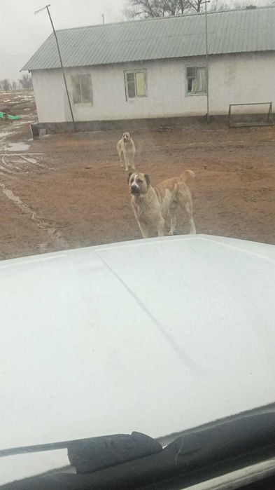 Алабай САО щенок 2 месяца