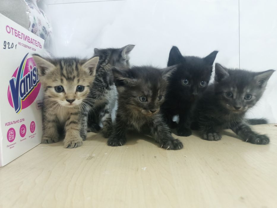 Отдам котят бесплатно