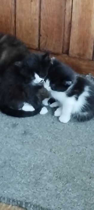 Подаряваме малки котета