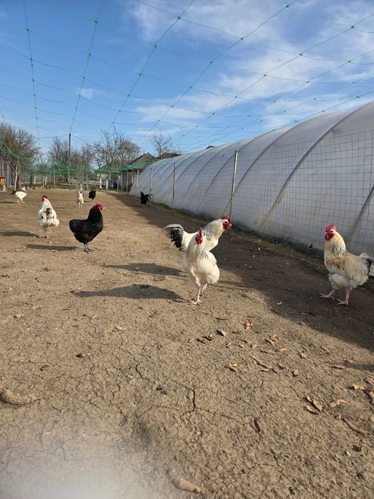 Vând cocoși :Sussex, Plymouth Rock Barat, Australop, New Hampshie.
