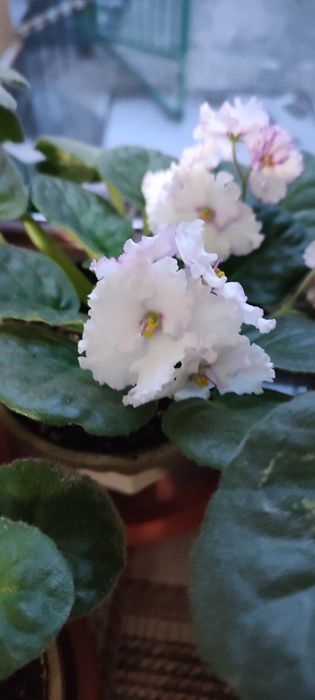 Продам фиалки комнатные.