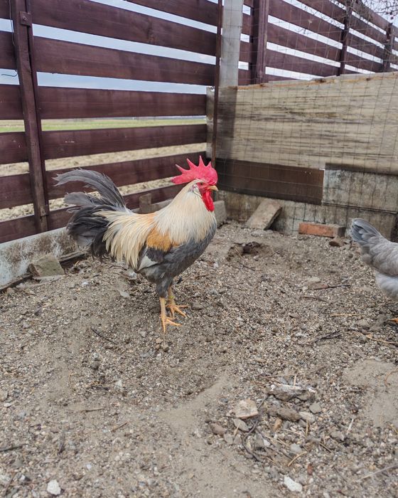 Ouă pt incubat italiana perlată