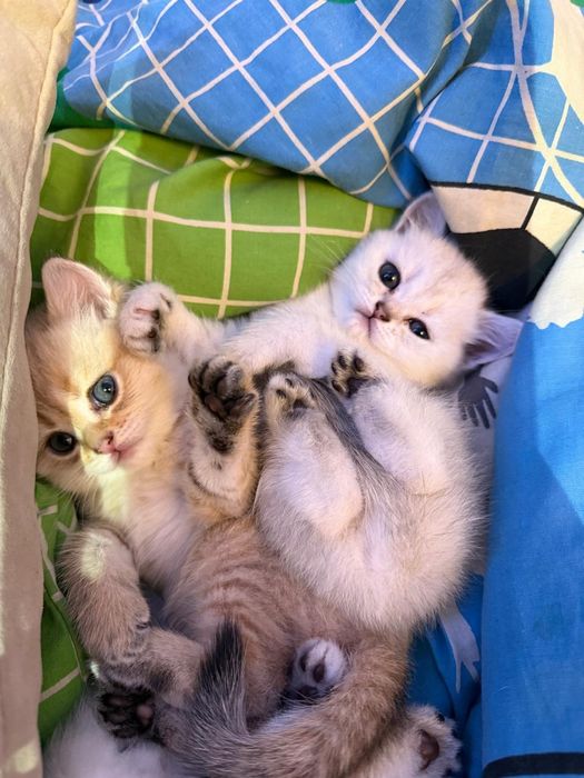 Продам котят породистые