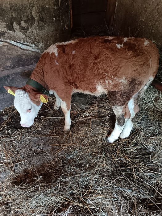 Viței de vânzare, Relații la nr de telefon 0721494958