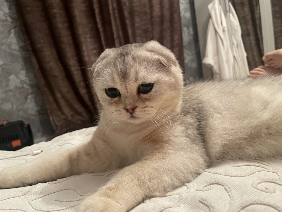 Вязка кот шиншилл