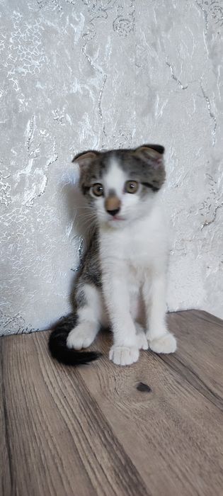 Котëнок 2месяца мальчик отдам даром в добрые руки