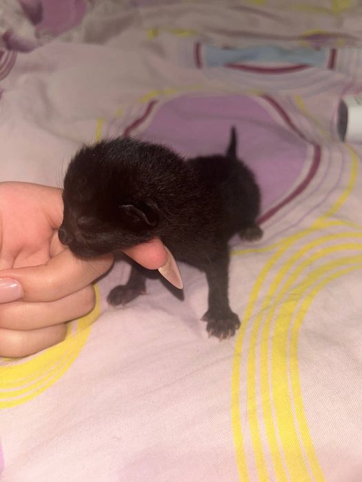 Котята бесплатно