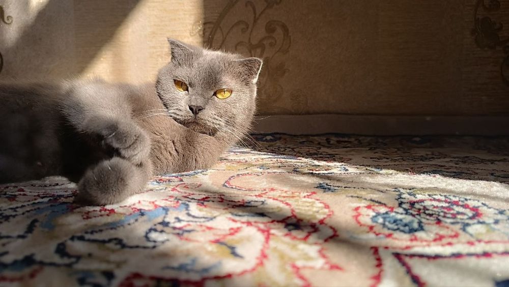 Яхши кулларга берилади